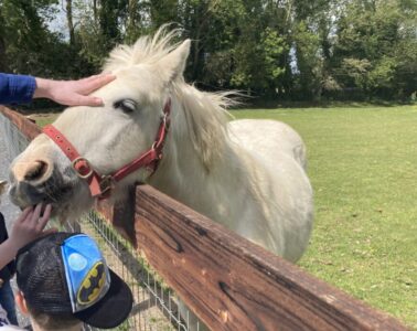 Clonfert pet farm Irish consumer