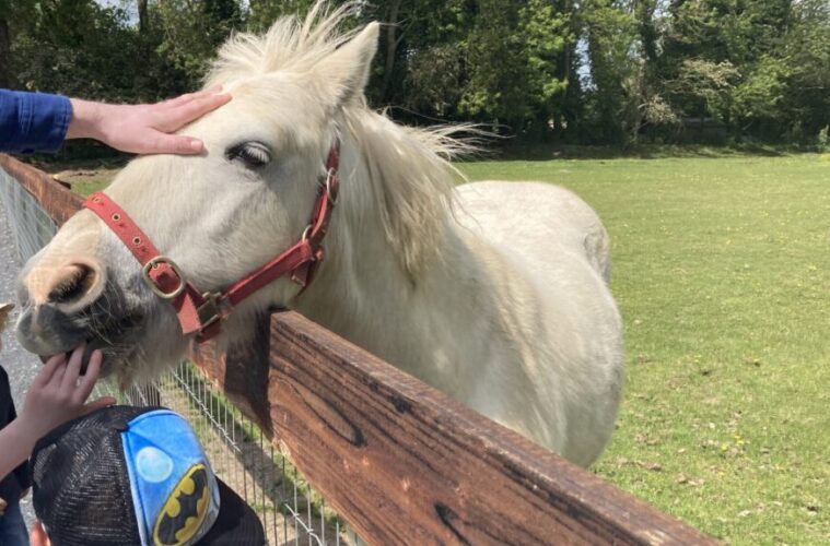 Clonfert pet farm Irish consumer