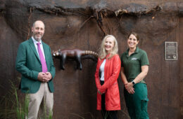 International Red Panda Day Half-price tickets Irish Consumer