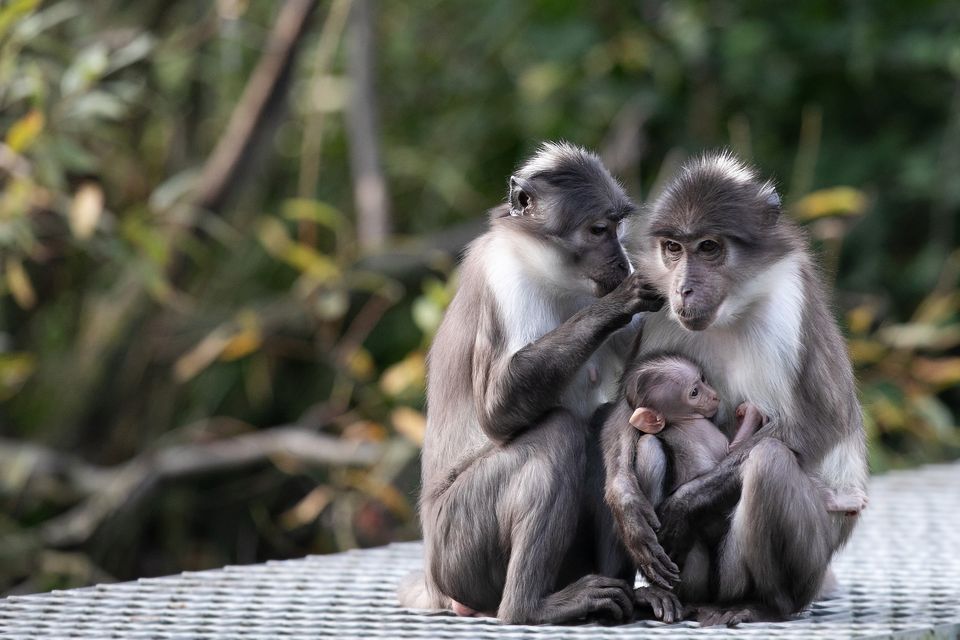 Dublin zoo half price tickets Irish Consumer October 2023