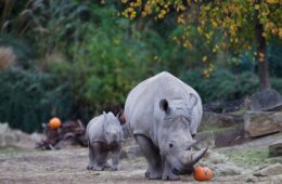 Dublin Zoo Free Halloween child tickets