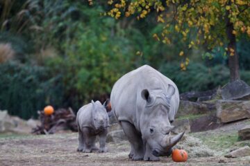 Dublin Zoo Free Halloween child tickets