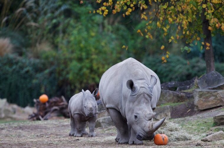 Dublin Zoo Free Halloween child tickets